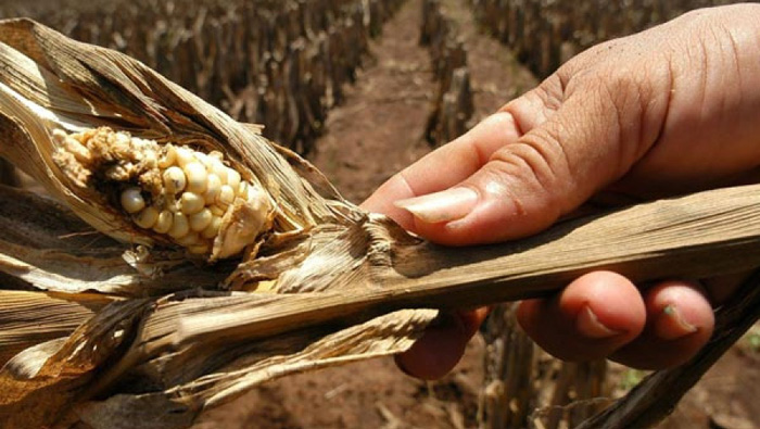 La sequía causada por el fenómeno de El Niño afectó el 100 % del cultivo de maíz y las pérdidas ascienden los 44,26 millones de dólares. (Foto: Archivo)
