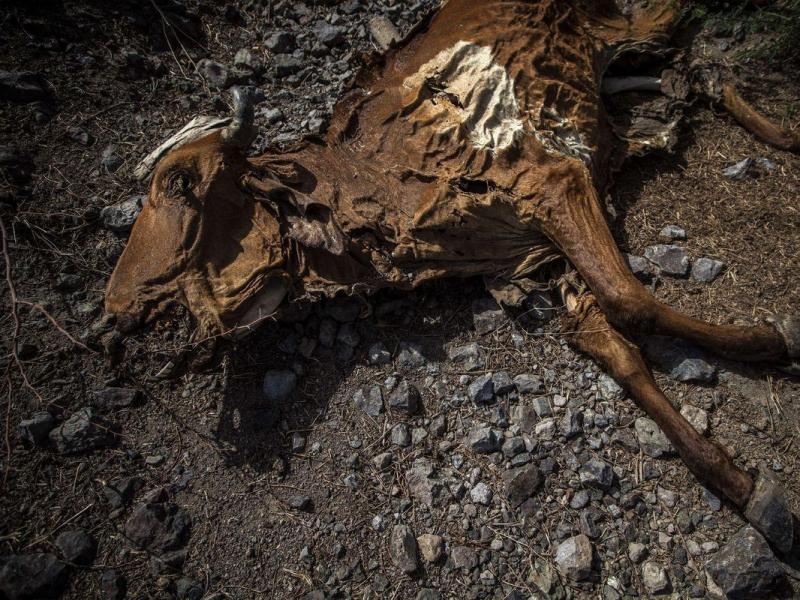 Unas 2 mil 500 cabezas de ganado han muerto en Nicaragua por la intensa sequía. (Foto: AFP)