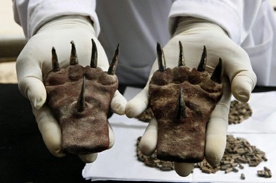 Se presume que las garras encontradas formaban parte de un atuendo de una persona élite de la cultura Moche. (Foto: Reuters)