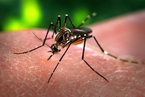Mosquito aedes aegypti, responsable de la transmisión del virus chikungunya.  (Foto Archivo)