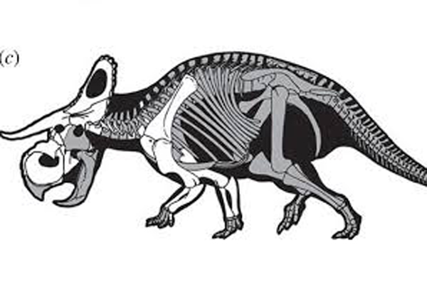 Boceto del esqueleto del 'Nasutoceratops titusi', publicado en la revista británica 'Proceedings of the Royal Society (Foto: El Periodico)
