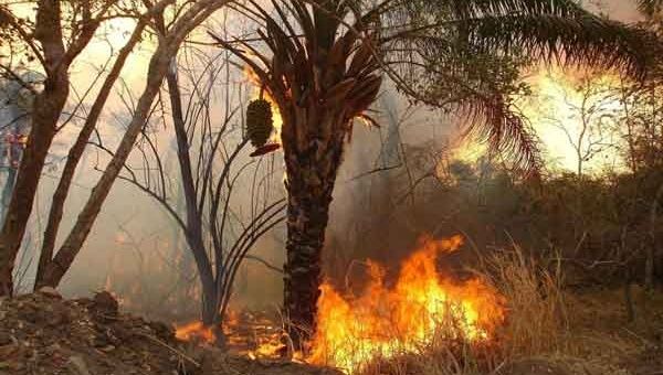 Entre 2010 y 2013, Honduras registró unos tres mil 640 incendios forestales que destruyeron un total de 210 mil 333 hectáreas de bosques. (Foto: EFE). 