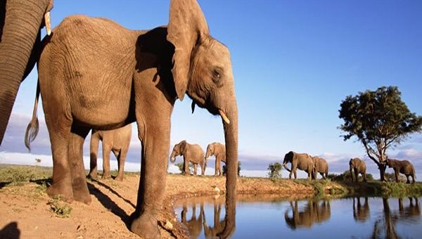 La lucha contra el contrabando de colmillos de elefante fue en 2013, por primera vez, más eficaz en África que en Asia. (Foto: Archivo)