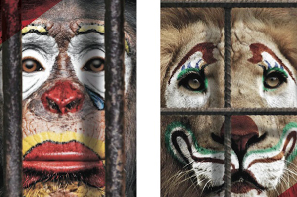 Un 60% de los mexicanos quiere un circo sin animales. (Foto: Archivo)