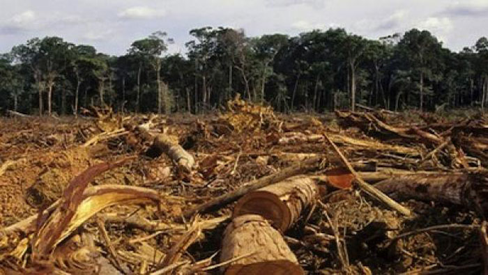 La Amazonía representa el 63 por ciento del territorio brasileño. (YVKE)
