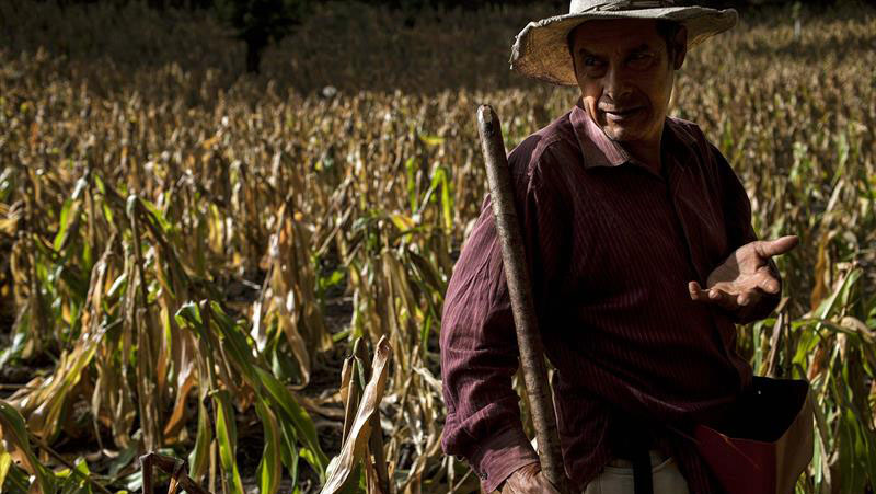 La sequía en Guatemala ha afectado los cultivos de granos básicos que campesinos e indígenas pobres usan para su subsistencia. (Foto: EFE)