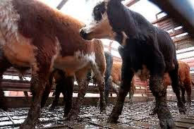 Esta exposición internacional de ganadería y muestra agroindustrial y comercial supondrá el concurso de 17 razas de ganado vacuno, 15 de ovinos, además de otros animales de granja. Foto:noticias.ve.msn.com)