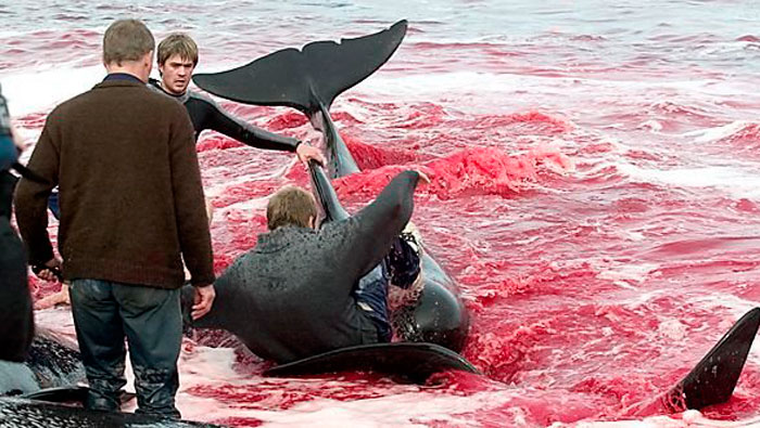 A Islandia se le critica por esa tradición de asesinar ballenas. (Foto: Archivo)