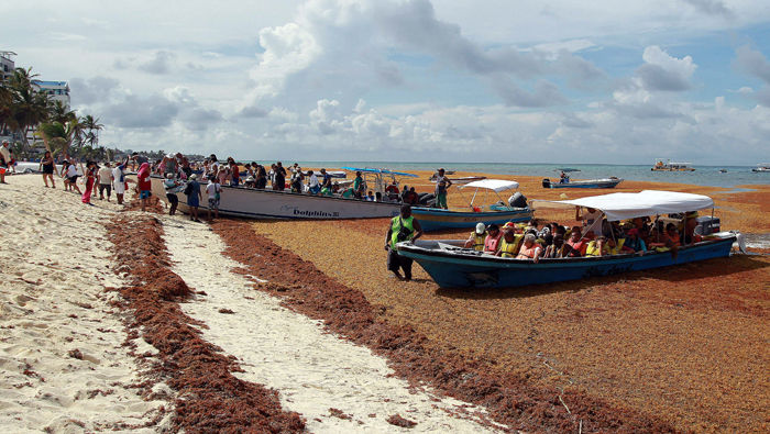 Las algas pintaron de marrón las playas de San Andrés. (EFE)