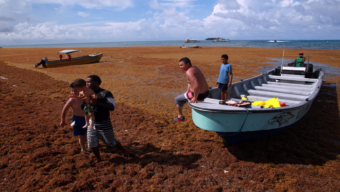 Siempre se han visto las algas en la isla, pero no en gran cantidad. EFE.  