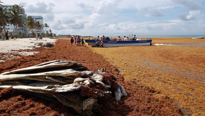 Los turistas tuvieron que devolverse tras la cantidad de algas en el  archipiélago. EFE. 