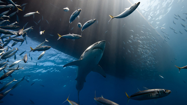 Frente a la costa de la isla de Guadalupe, México, los grandes tiburones blancos se reúnen para alimentarse de lobos marinos por Marc Henauer