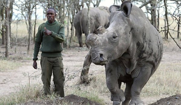 Suni era uno de los últimos machos de rinoceronte blanco con capacidad reproductiva; por lo que la especie aumentó sus probabilidad de desaparecer (Actualidad RT)