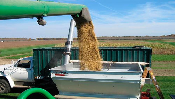 El Gobierno indicó que el maíz 2014/15, en áreas productoras se encuentra en ótimas condiciones hídricas. (Foto: Archivo)