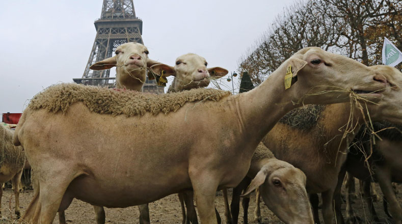 Unos 300 pastores protestaron junto a sus corderos, a los pies de la Torre Eiffel, en París, por los daños que sufren sus rebaños, que son atacados por lobos.