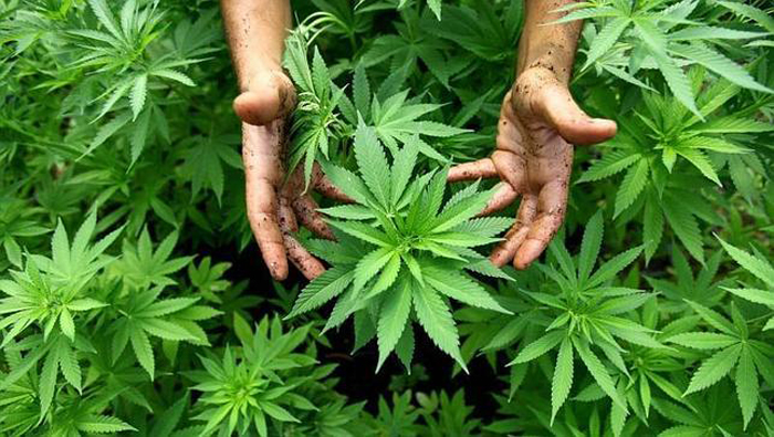 EE.UU.: Georgia aprueba uso de marihuana con fines medicinales