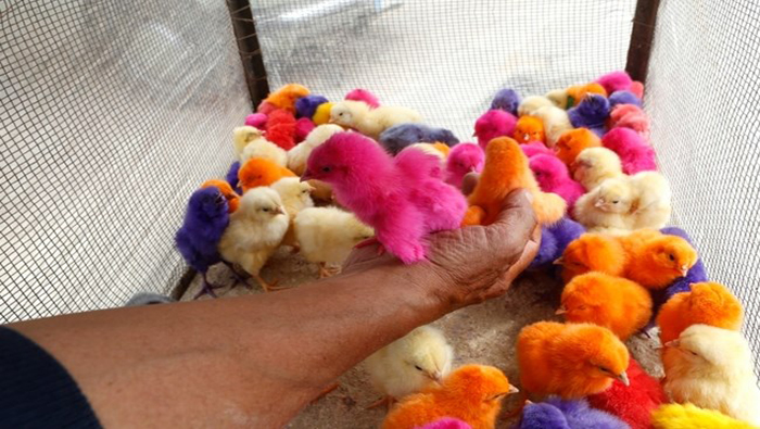 Activistas de derechos de los animales han llamado la atención sobre la crueldad inherente a la coloración y las ventas de los polluelos.