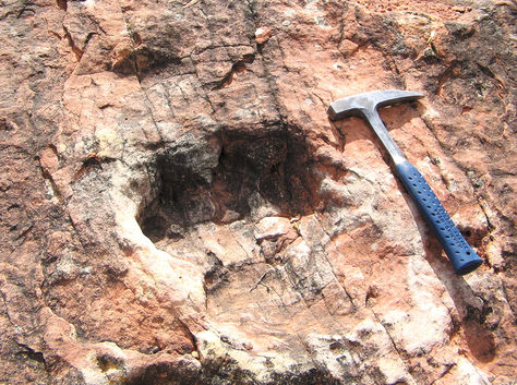 Entre los rastros encontrados existen al menos tres que serían nuevos y sin ningún antecedente en la paleontología mundial.