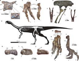 Esta es la anatomía del esqueleto de Chilesaurus diegosuarezi. Sus partes del cuerpo estaban adaptadas a un régimen alimentario y a un modo de vida particulares.