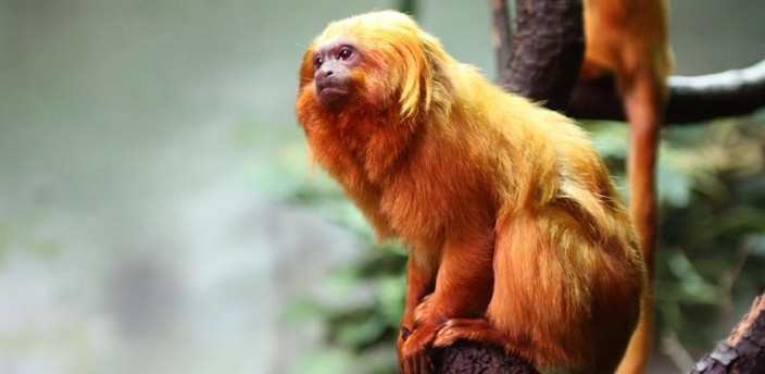 Los simios son frágiles y forman parte de un programa de conservación