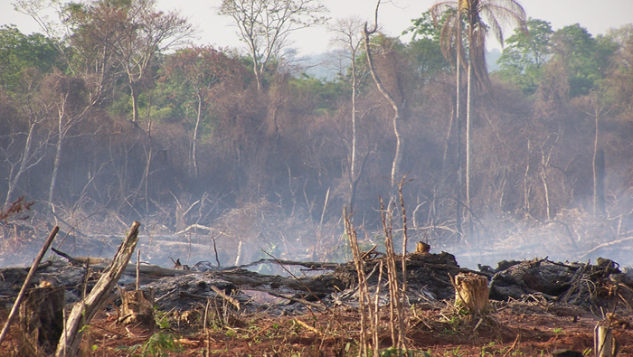 Indigenas exigen al Gobierno frenar la deforestación en tierras ancestrales.