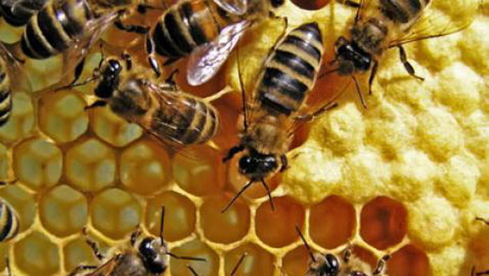 Las abejas son insectos que evolucionaron a partir de las avispas.