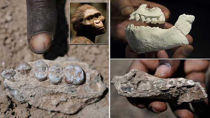 Un par de mandíbulas, un maxilar y varios dientes fueron encontrados al norte de Etiopía
