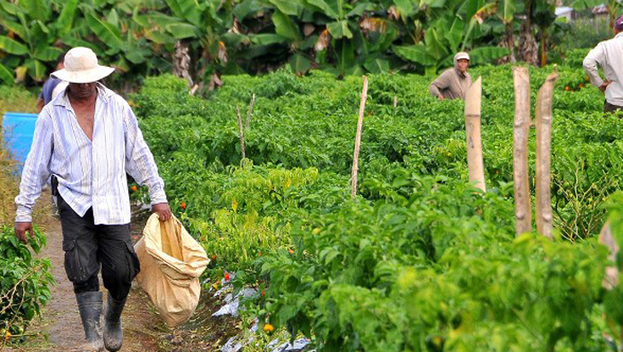 Perú aspira aumentar exportaciones agrícolas durante el 2015.