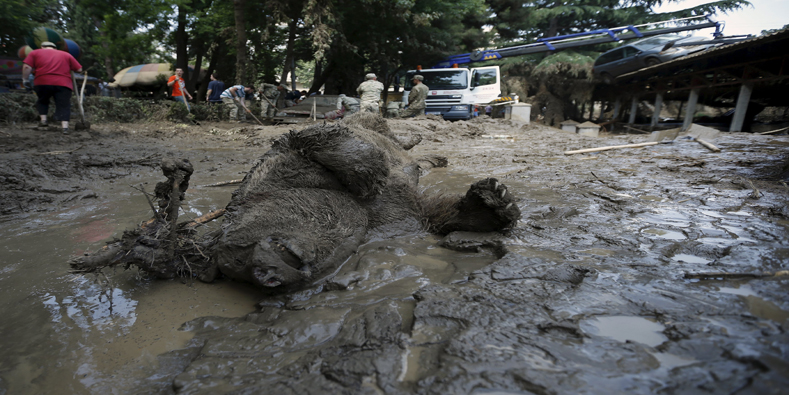 Muchos animales fallecieron tras ser víctimas de las fuertes lluvias en Georgia. 