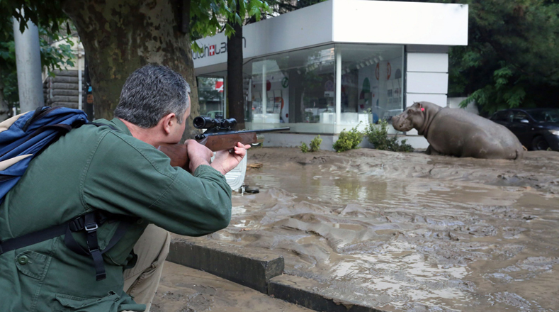 En la imagen se observa un hombre enmascarado disparando dardos tranquilizantes a un hipopótamo que caminaba cerca de las tiendas del centro de Tbilisi.