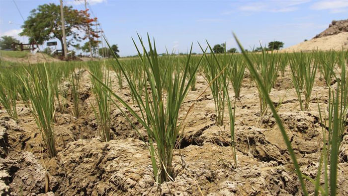 Un campo de arroz en la provincia tailandesa de Suphanburi, una de las más afectadas por la sequía.
