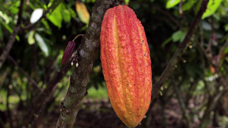 En la última década la producción de cacao aumentó más de dos por ciento.