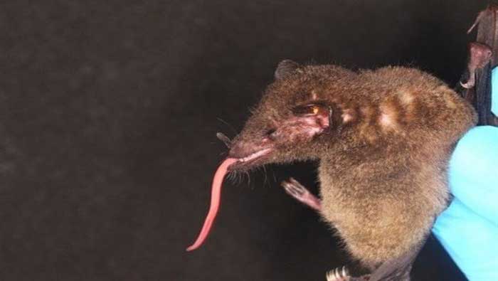 Con 8,5 centímetros de longitud es la lengua más larga registrada por un murciélago