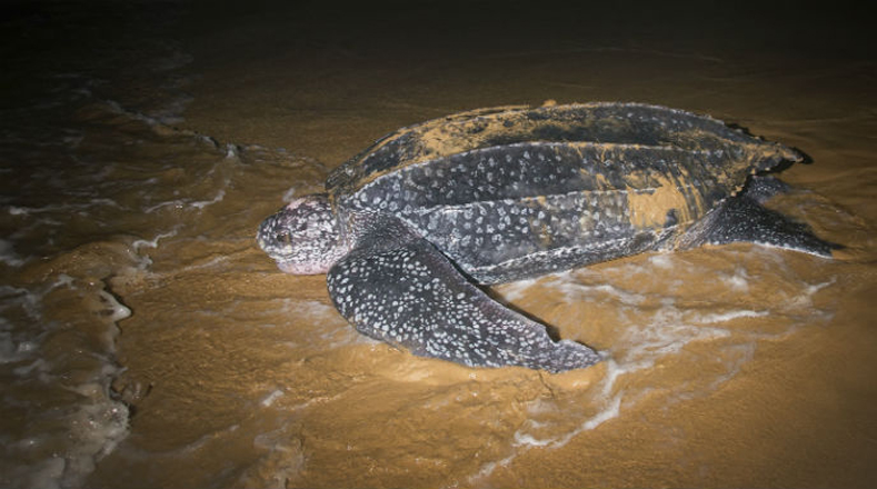 La pesca, la contaminación de las aguas y la caza para conseguir su caparazón, carne o huevos, ponen en peligro de extinción a las tortugas marinas.