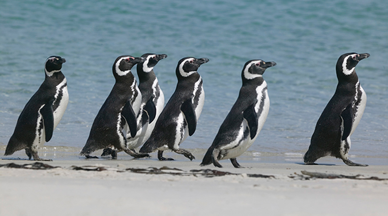Pingüino de Magallanes: La subida generalizada de temperaturas en el planeta es causante de la crítica situación de esta clase de pingüinos originaria del sur de Argentina. 