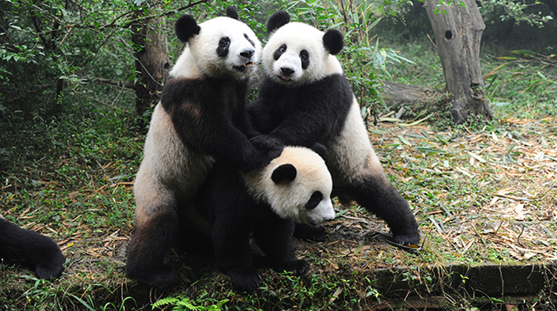 Oso panda: menos de 2.500 ejemplares en hábitat natural. Esta es la cifra que resume el presente y el futuro del oso panda. Esta especie, originaria del suroeste de China, es un símbolo de la lucha contra la deforestación y la caza ilegal.
