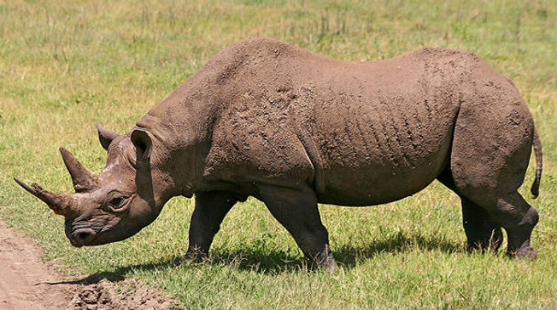Rinoceronte de Java: cazado sobre todo por sus propiedades que se le atribuyen a su cuerno en la medicina tradicional china y como objeto decorativo. Sólo existían cerca de 29 ejemplares en la isla de Java, Indonesia, en 2012. 