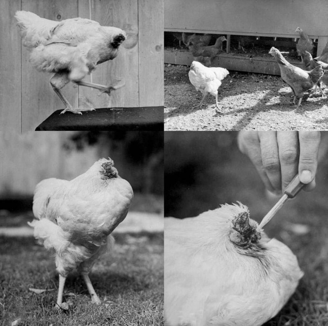 El pollo se hizo famoso por su peculiar condición y un descuido de sus dueños provocó su muerte por sofocación, año y medio después de su decapitación.