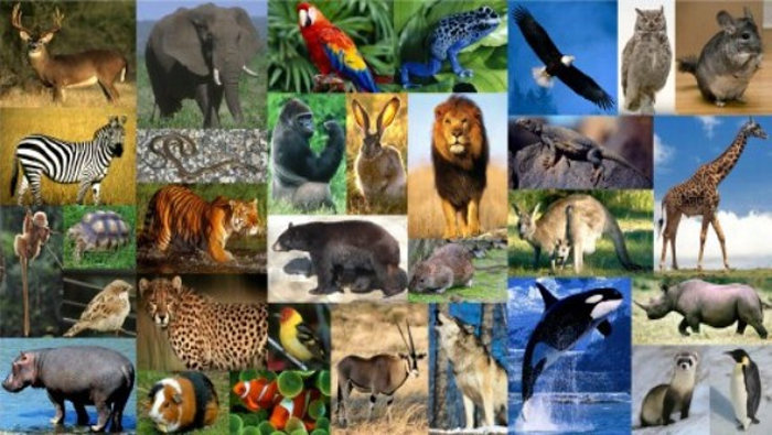 En contra del tráfico y contrabando de especies en peligro de extinción, se conmemora este 4 de Octubre, como el  Día Mundial de los Animales.