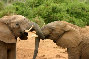 Menos de un 5 % de los elefantes desarrolla un cáncer mortal.