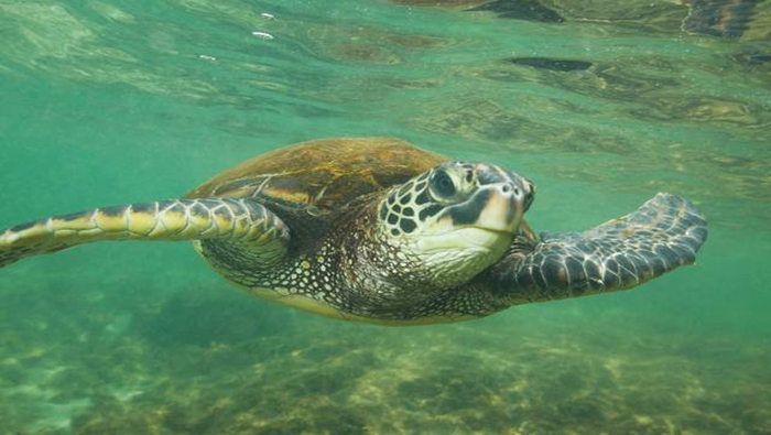 La temporada de puesta de huevos de las tortugas marinas se extiende de marzo a octubre, siendo la verde la especie que más tarde hace sus nidos.