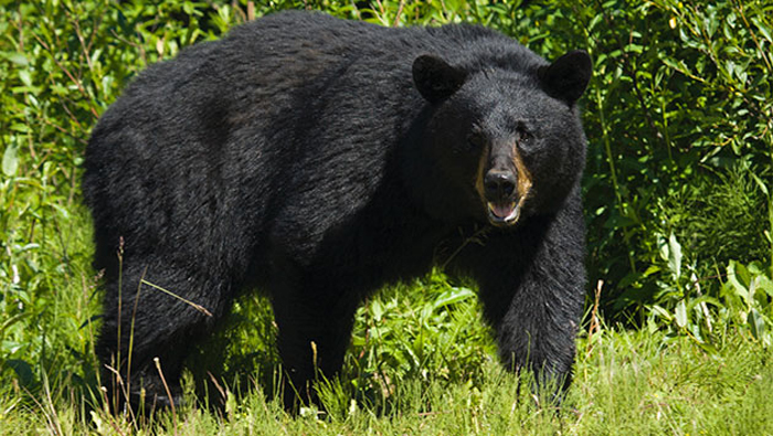 Florida aprobó el pasado junio una normativa que permite la caza controlada de osos negros por un periodo de siete días.