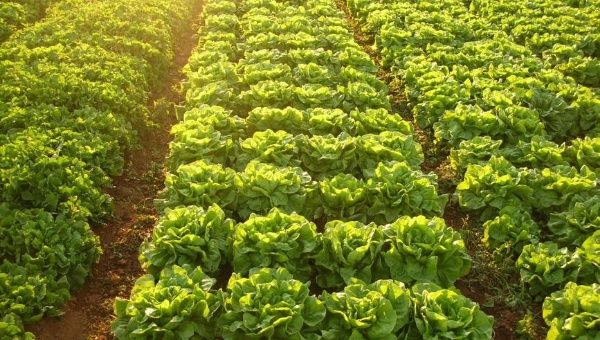 La agroecología plantea propuestas de manejo agrario y desarrollo rural basadas en la sostenibilidad social y ecológica.