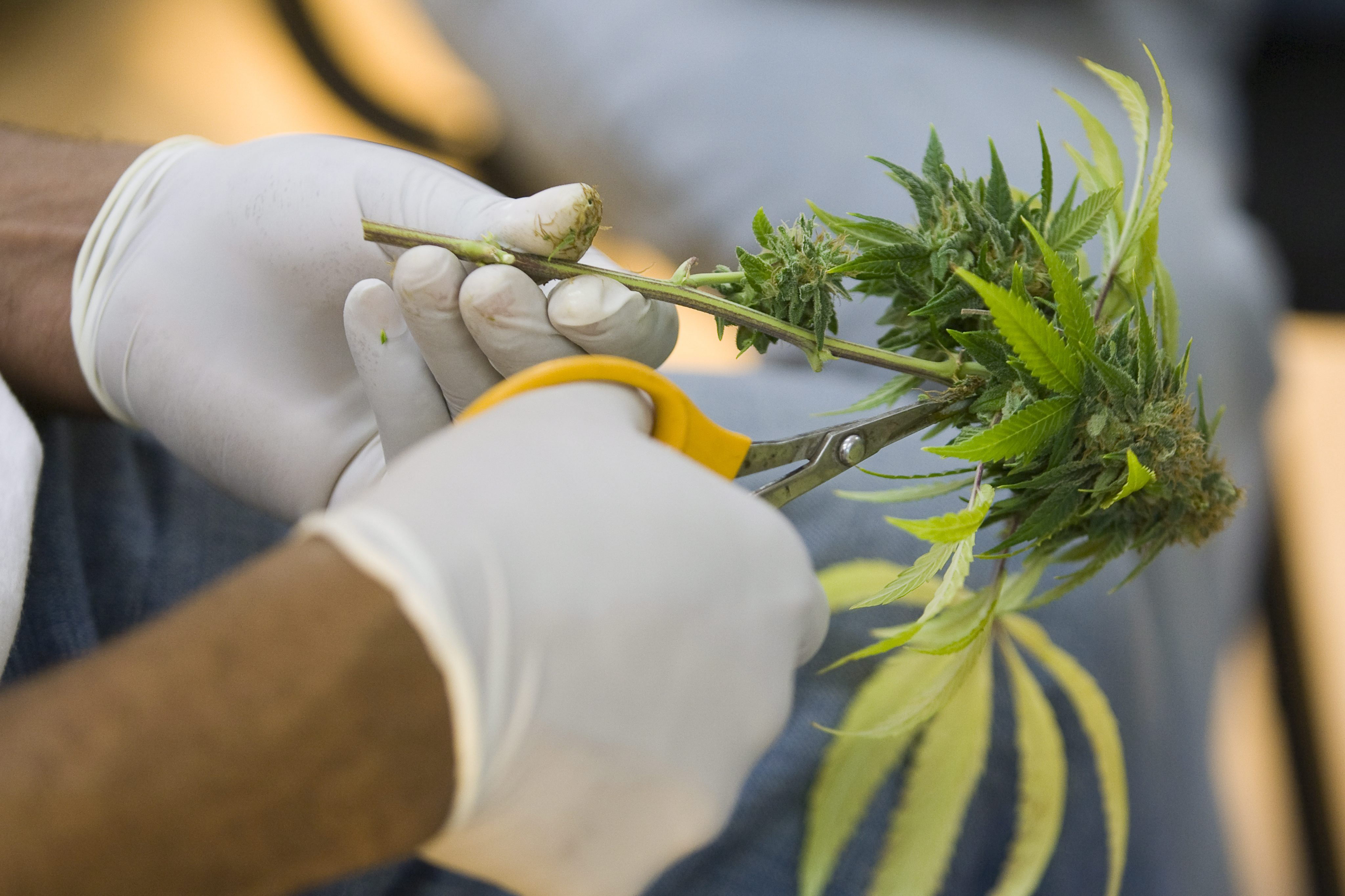 Las medicinas podrán ser exportadas en países donde la comercialización de la marihuana esté permitida.