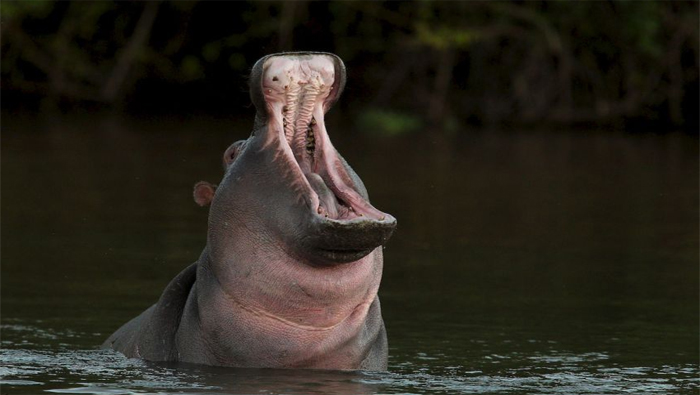 La sequía insta a los hipopótamos a buscar refugios en zonas habitadas.