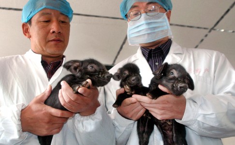 Desde el año 2000, los científicos chinos han clonado ovejas, reses y cerdos, aunque la primera compañía comercial de clonación fue abierta en septiembre de 2014.