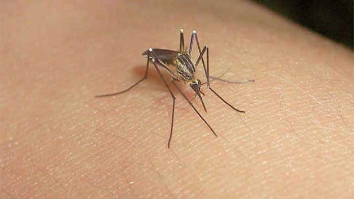 Durante el 2014 se registraron más de 32 mil casos de dengue en México