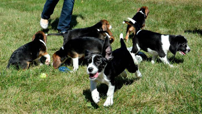 Los siete cachorros nacieron completamente sanos.