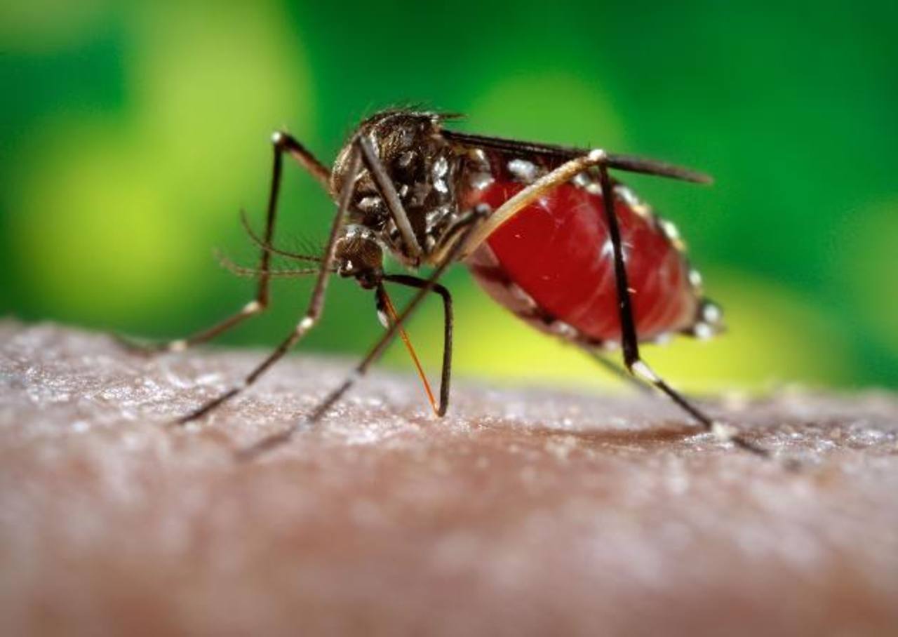 El virus zika es causado por la picadura de un mosquito.