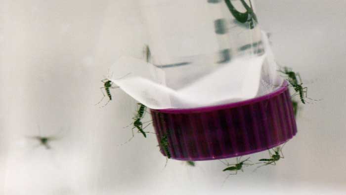 El SIT busca esterilizar al macho del mosquito y evitar la propagación de la especie